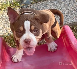 American bully Puppy