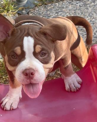 American bully Puppy