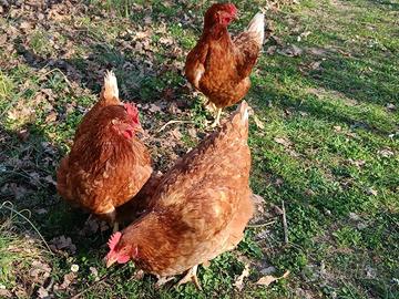 Galline ovaiola