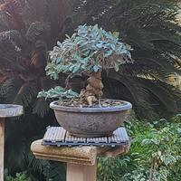 bonsai olivastro