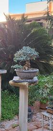 bonsai olivastro