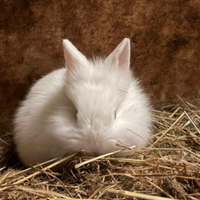 Conigli nani testa di leone