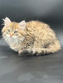 Cuccioli di gatto siberiano ipoallergenico