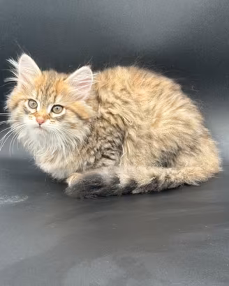 Cuccioli di gatto siberiano ipoallergenico