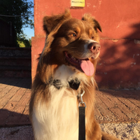 Pastore Australiano x monta