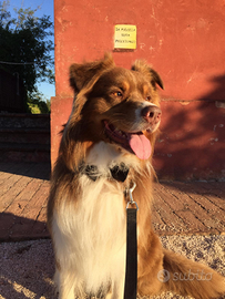 Pastore Australiano x monta