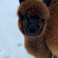 Alpaca