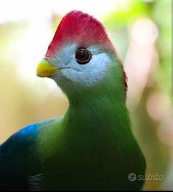 Turaco cresta rossa pullo