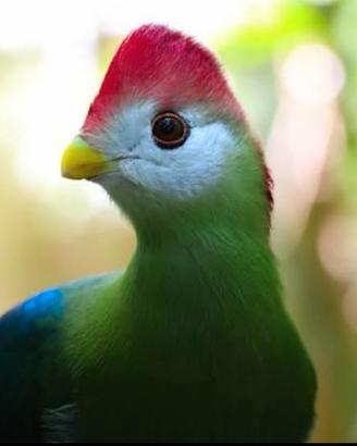 Turaco cresta rossa pullo