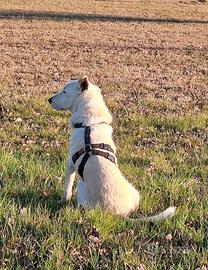 Pettoria antifuga doppia H