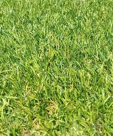 Erba sintetica 9 m x 4 m h 3 cm 36 mq multicolore