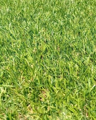 Erba sintetica 9 m x 4 m h 3 cm 36 mq multicolore