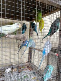 Pappagallini ondulati