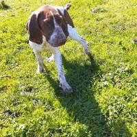 Bracco Italiano