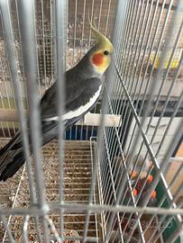 Maschio Calopsite maggiorato