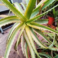 piante