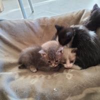 Gatti pronti per essere adottati