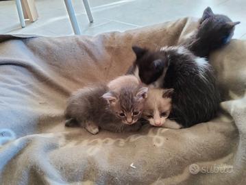 Gatti pronti per essere adottati