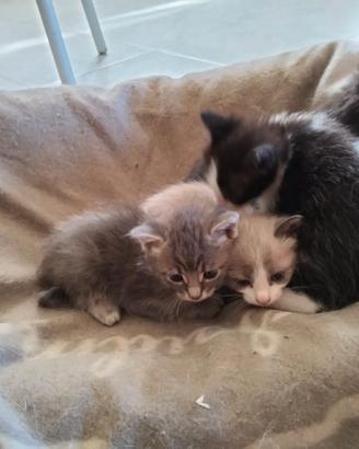 Gatti pronti per essere adottati