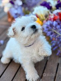 Cuccioli Westie pedigree enci Westy West highland