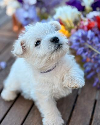 Cuccioli Westie pedigree enci Westy West highland