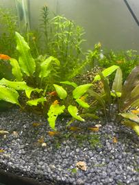 Neocaridine/caridine davidi