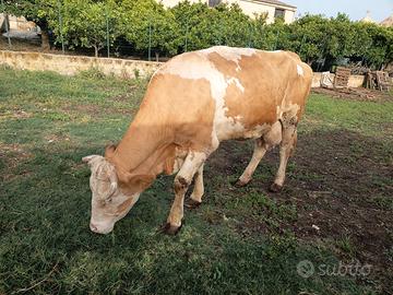 Mucca Simmenthal di 4 anni in lattazione