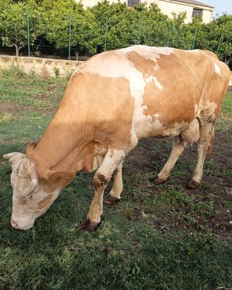 Mucca Simmenthal di 4 anni in lattazione