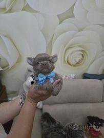 Cucciolo di chihuahua