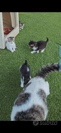 4 gattini