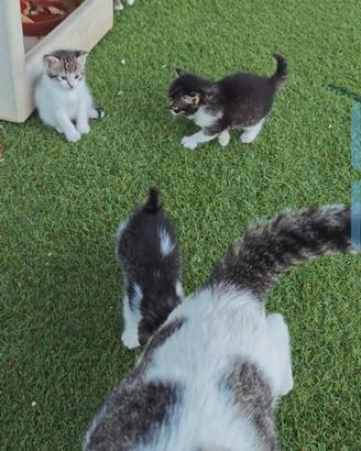 4 gattini