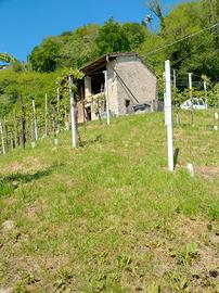 Vigneto DOCG con annesso casolare