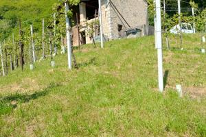 Vigneto DOCG con annesso casolare