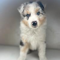 Cucciolo pastore australiano