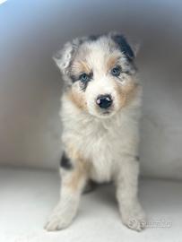 Cucciolo pastore australiano