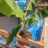 piante ornamentali da frutto banano varie misure