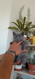 Cuccioli di gatto schottis