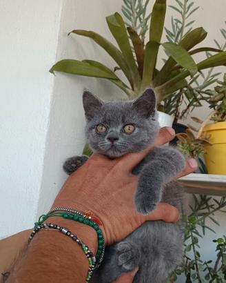 Cuccioli di gatto schottis