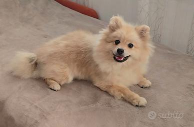 Volpino di Pomerania pedigree