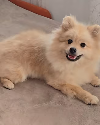 Volpino di Pomerania pedigree