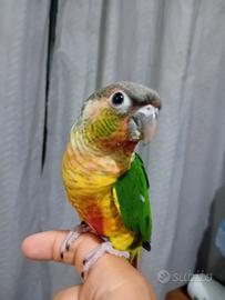 Conuro guance verdi