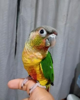 Conuro guance verdi