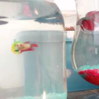 Pesci combattenti BETTA