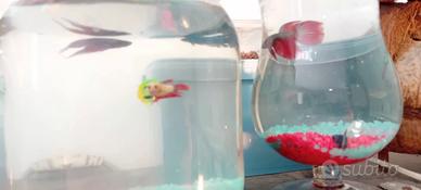 Pesci combattenti BETTA
