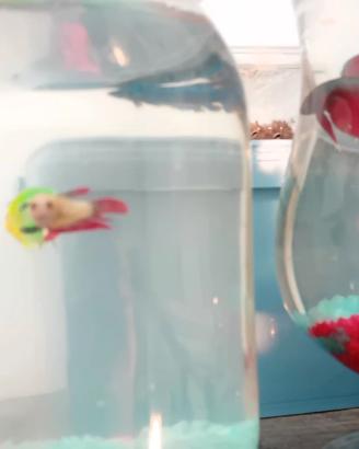 Pesci combattenti BETTA