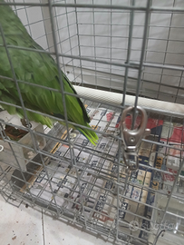 Pappagalli fronte gialla