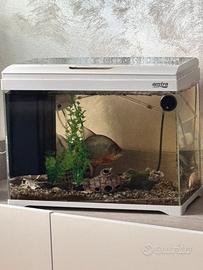 Acquario 50 litri amtra acessioriato