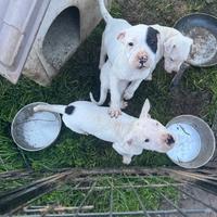 Dogo argentino