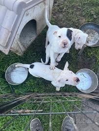 Dogo argentino