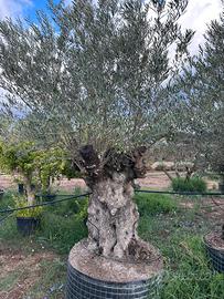 Piante di ulivo